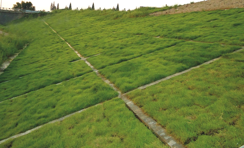 生態(tài)護(hù)坡工程與植被綜合防護(hù)策略